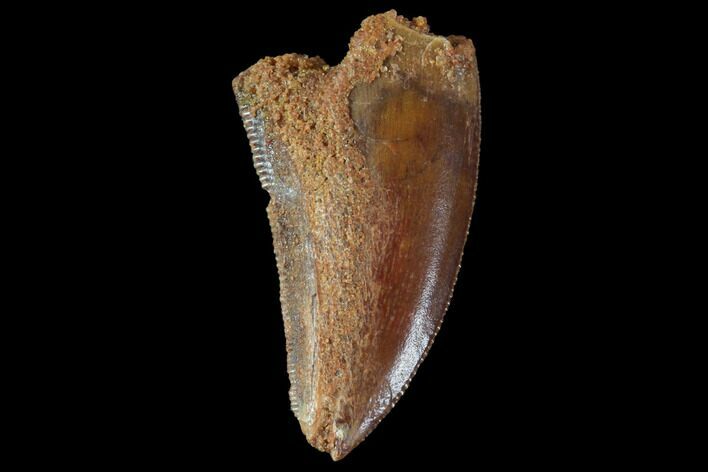 Serrated, Raptor Tooth - Real Dinosaur Tooth #88622